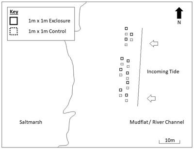 Shorebirds Affect Ecosystem Functioning on an Intertidal Mudflat